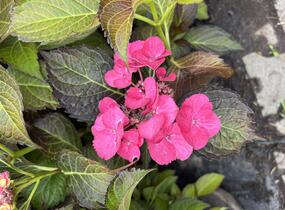 Hortenzie velkolistá 'Dark Angel Blue'® - Hydrangea macrophylla 'Dark Angel Blue'®