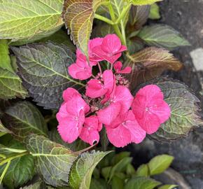 Hortenzie velkolistá 'Dark Angel Blue'® - Hydrangea macrophylla 'Dark Angel Blue'®