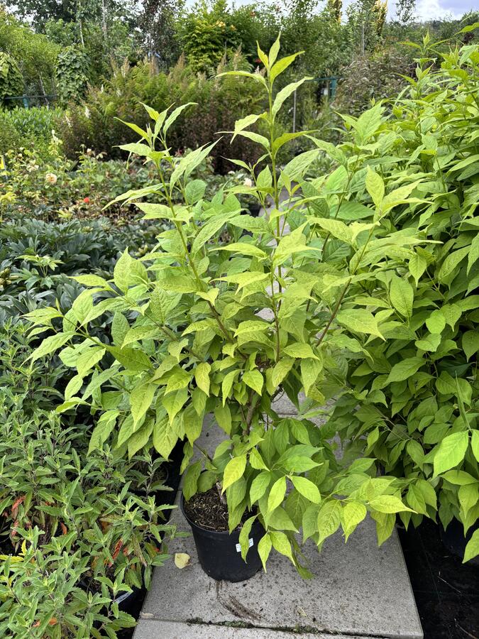 Krásnoplodka japonská 'Leucocarpa' - Callicarpa japonica 'Leucocarpa'