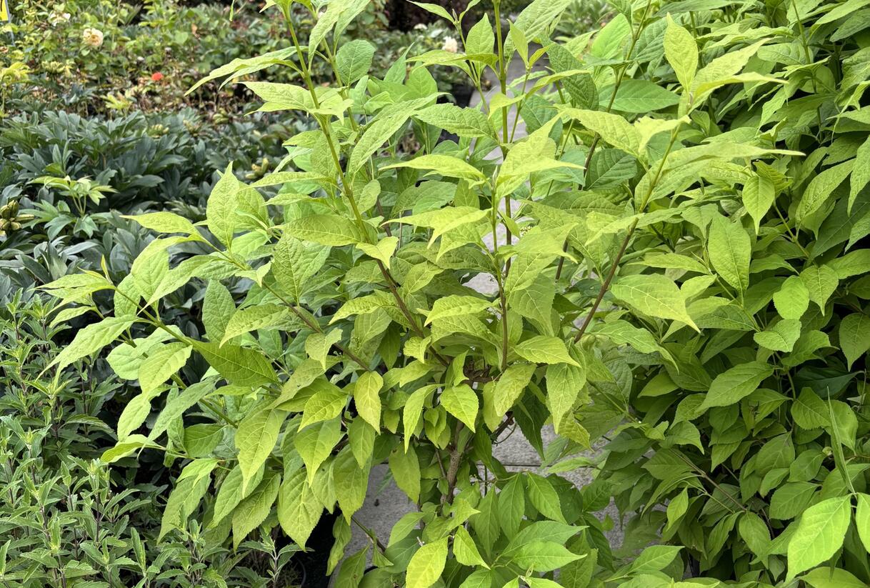 Krásnoplodka japonská 'Leucocarpa' - Callicarpa japonica 'Leucocarpa'