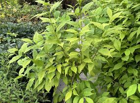 Krásnoplodka japonská 'Leucocarpa' - Callicarpa japonica 'Leucocarpa'