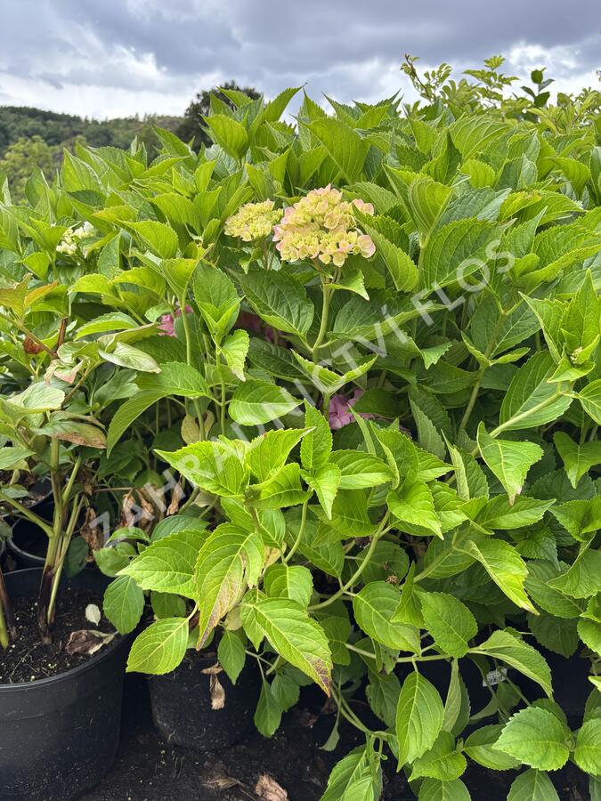 Hortenzie velkolistá 'Lavbla' - Hydrangea macrophylla 'Lavbla'