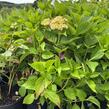 Hortenzie velkolistá 'Lavbla' - Hydrangea macrophylla 'Lavbla'
