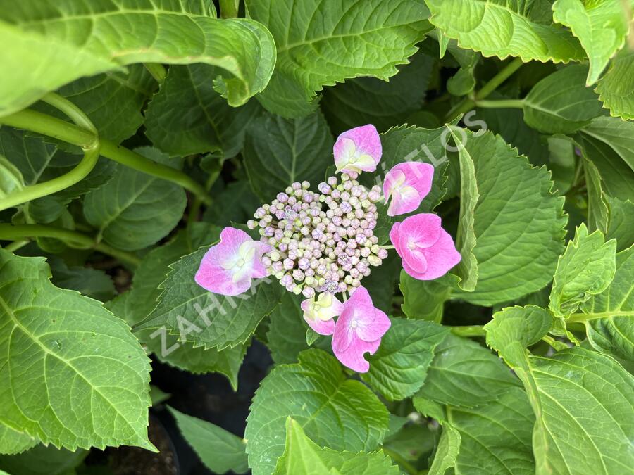 Hortenzie velkolistá 'Lavbla' - Hydrangea macrophylla 'Lavbla'