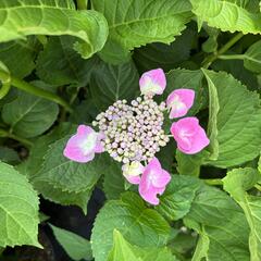 Hortenzie velkolistá 'Lavbla' - Hydrangea macrophylla 'Lavbla'