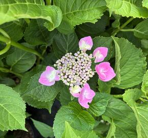 Hortenzie velkolistá 'Lavbla' - Hydrangea macrophylla 'Lavbla'