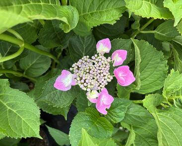 Hortenzie velkolistá 'Lavbla'