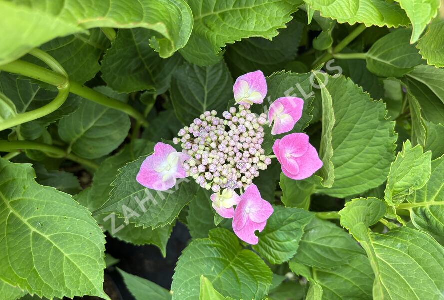 Hortenzie velkolistá 'Lavbla' - Hydrangea macrophylla 'Lavbla'