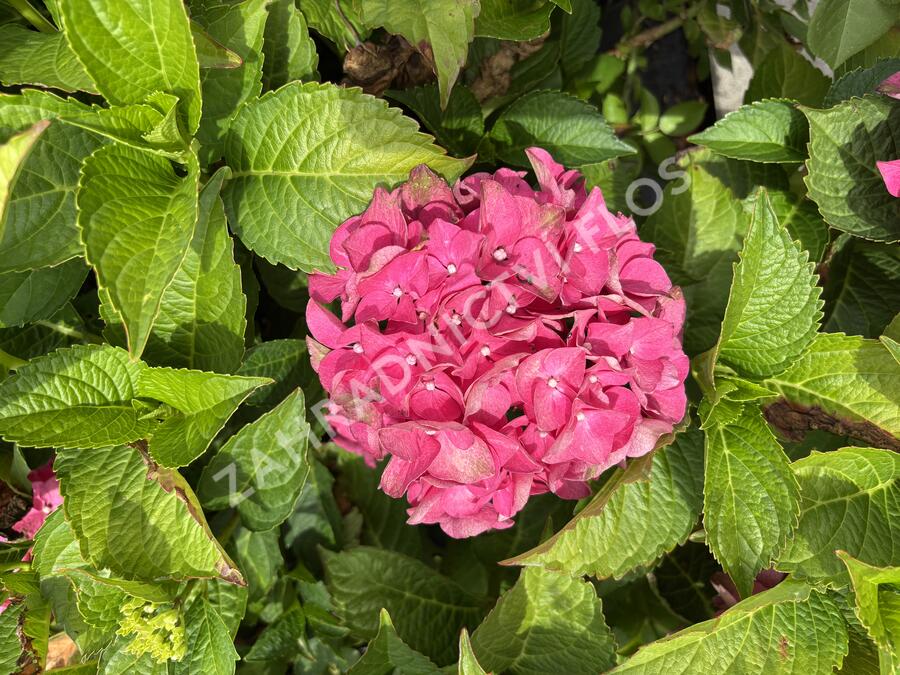Hortenzie velkolistá 'Red Power'® - Hydrangea macrophylla 'Red Power'®