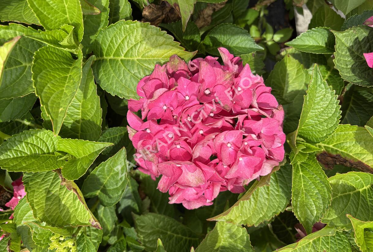 Hortenzie velkolistá 'Red Power'® - Hydrangea macrophylla 'Red Power'®