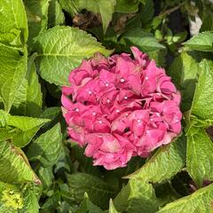 Hortenzie velkolistá 'Red Power'® - Hydrangea macrophylla 'Red Power'®