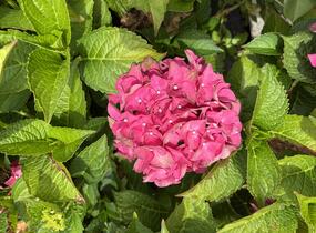 Hortenzie velkolistá 'Red Power'® - Hydrangea macrophylla 'Red Power'®
