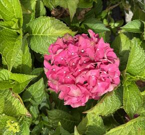 Hortenzie velkolistá 'Red Power'® - Hydrangea macrophylla 'Red Power'®
