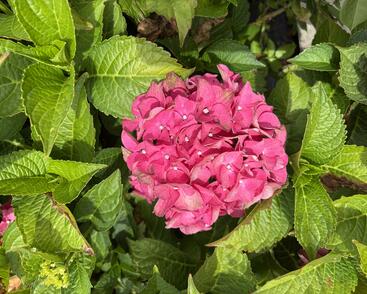 Hortenzie velkolistá 'Red Power'®