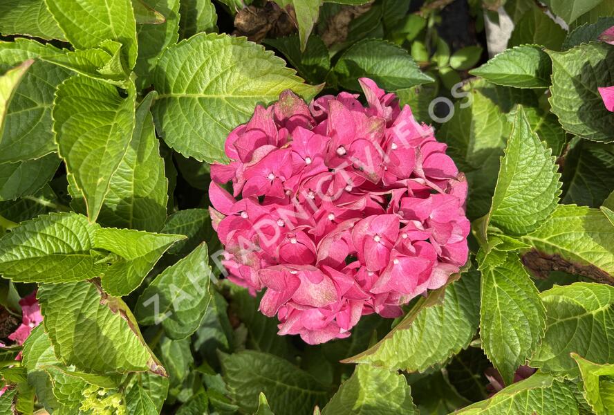 Hortenzie velkolistá 'Red Power'® - Hydrangea macrophylla 'Red Power'®