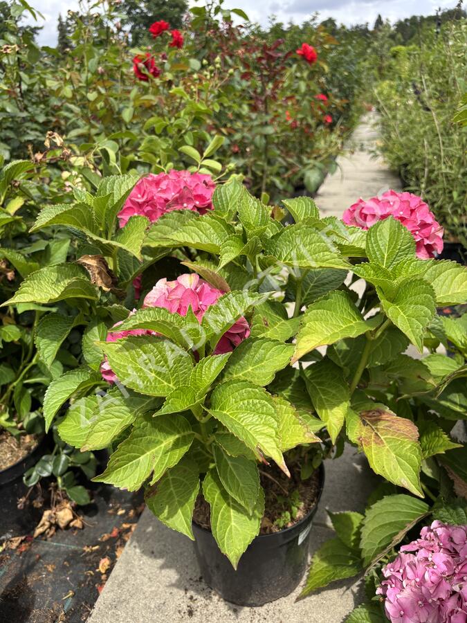 Hortenzie velkolistá 'Red Power'® - Hydrangea macrophylla 'Red Power'®