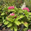 Hortenzie velkolistá 'Red Power'® - Hydrangea macrophylla 'Red Power'®
