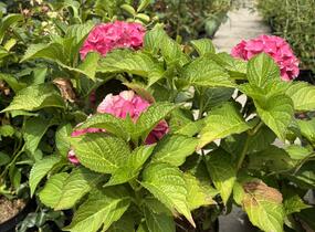 Hortenzie velkolistá 'Red Power'® - Hydrangea macrophylla 'Red Power'®