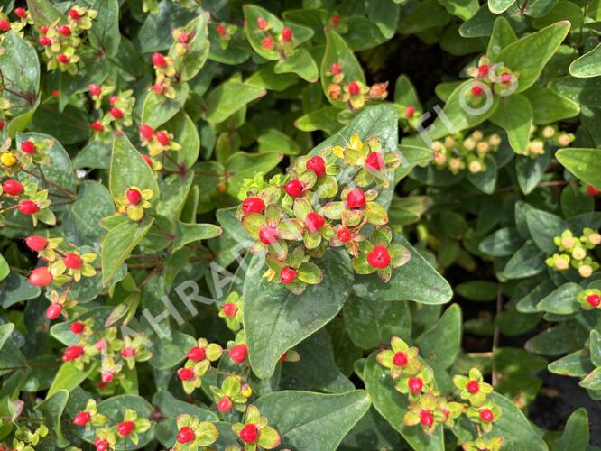 Třezalka nevonná 'Red Fame' - Hypericum inodorum Magical 'Red Fame'