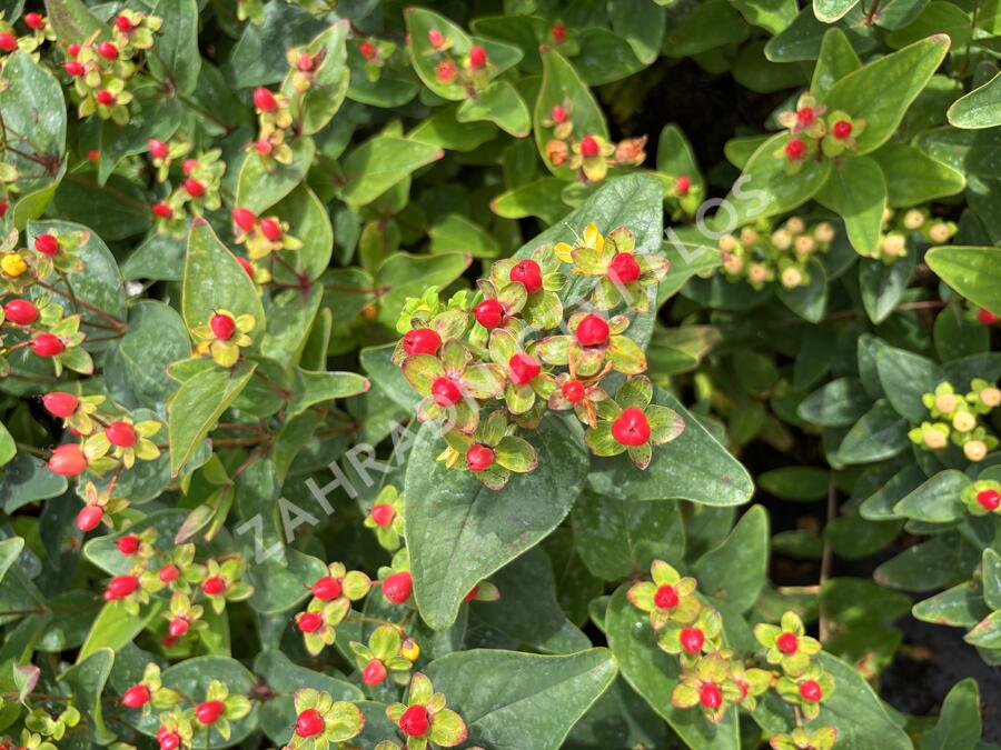 Třezalka nevonná 'Red Fame' - Hypericum inodorum Magical 'Red Fame'