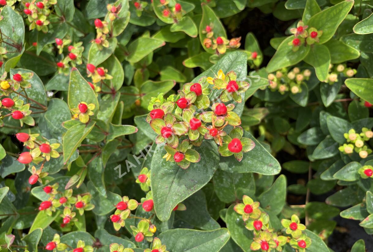 Třezalka nevonná 'Red Fame' - Hypericum inodorum Magical 'Red Fame'