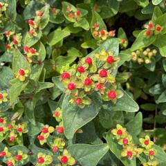 Třezalka nevonná 'Red Fame' - Hypericum inodorum Magical 'Red Fame'