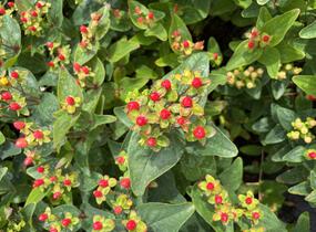 Třezalka nevonná 'Red Fame' - Hypericum inodorum Magical 'Red Fame'