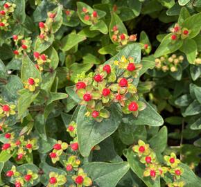 Třezalka nevonná 'Red Fame' - Hypericum inodorum Magical 'Red Fame'