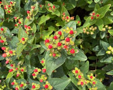 Třezalka nevonná 'Red Fame'