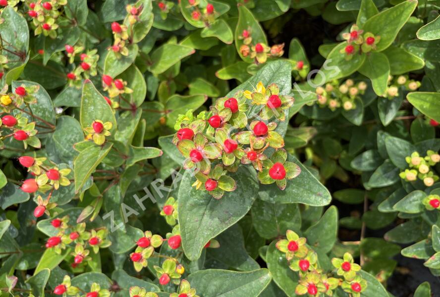 Třezalka nevonná 'Red Fame' - Hypericum inodorum Magical 'Red Fame'