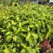 Vajgélie květnatá 'Lime Monster' - Weigela florida 'Lime Monster'