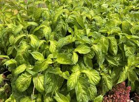 Vajgélie květnatá 'Lime Monster' - Weigela florida 'Lime Monster'