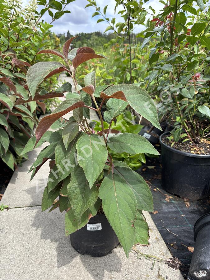 Hortenzie drsná 'Hot Chocolate' - Hydrangea aspera 'Hot Chocolate'