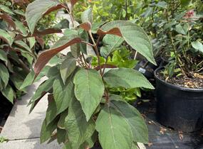 Hortenzie drsná 'Hot Chocolate' - Hydrangea aspera 'Hot Chocolate'