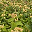 Třezalka nevonná 'Beauty' - Hypericum inodorum Magical 'Beauty'