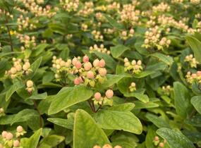 Třezalka nevonná 'Beauty' - Hypericum inodorum Magical 'Beauty'