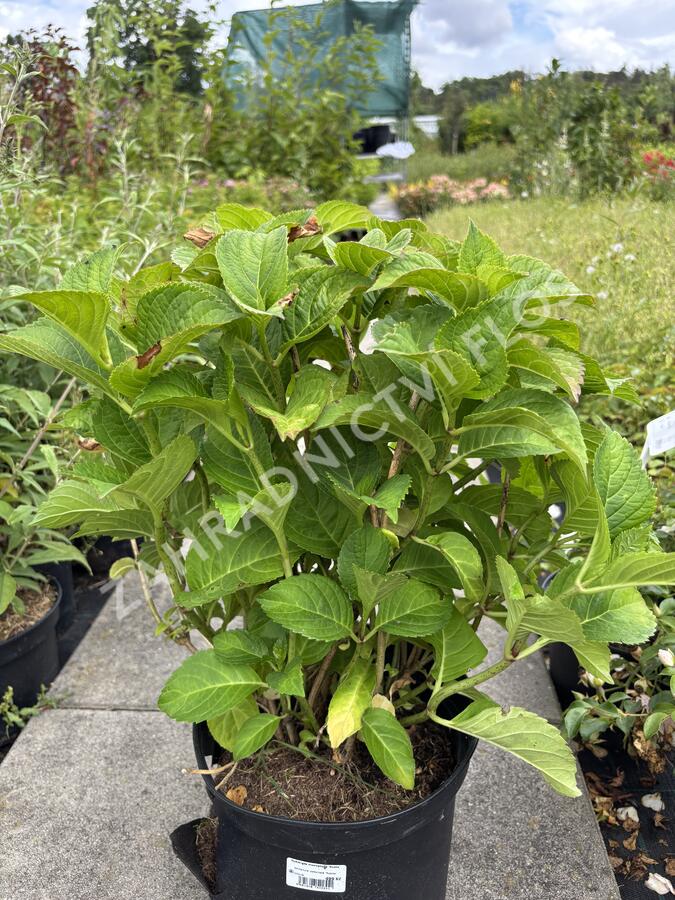 Hortenzie velkolistá 'Rosita' - Hydrangea macrophylla 'Rosita'
