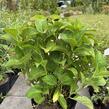 Hortenzie velkolistá 'Rosita' - Hydrangea macrophylla 'Rosita'
