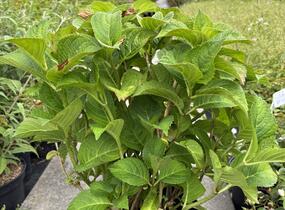 Hortenzie velkolistá 'Rosita' - Hydrangea macrophylla 'Rosita'