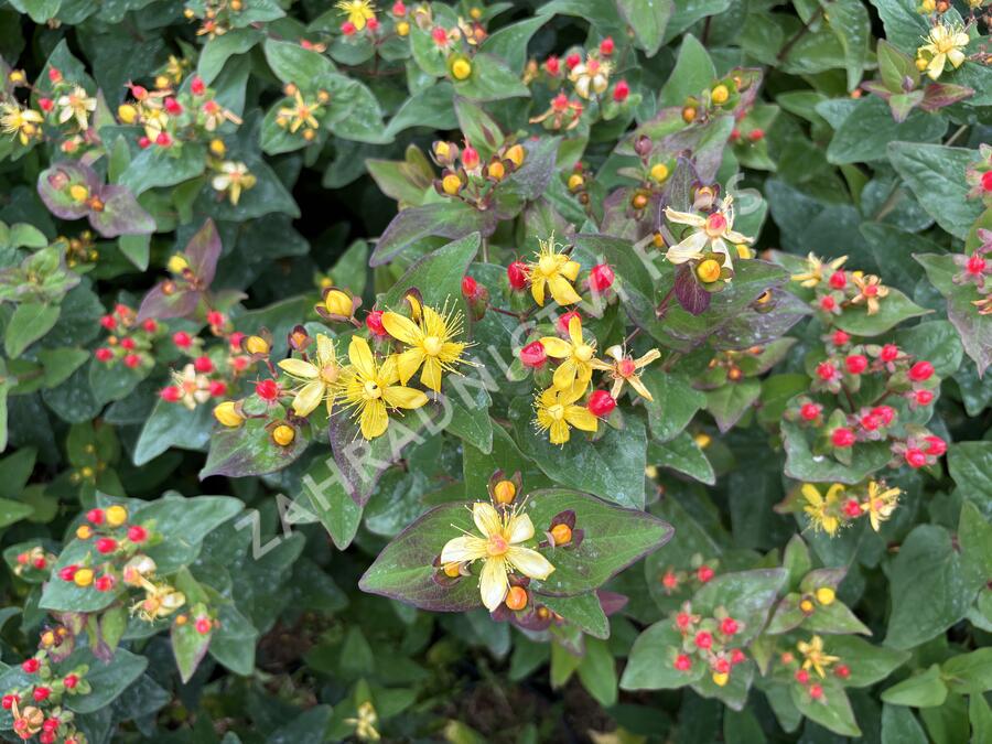 Třezalka nevonná 'Universe' - Hypericum inodorum Magical 'Universe'