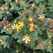 Třezalka nevonná 'Universe' - Hypericum inodorum Magical 'Universe'