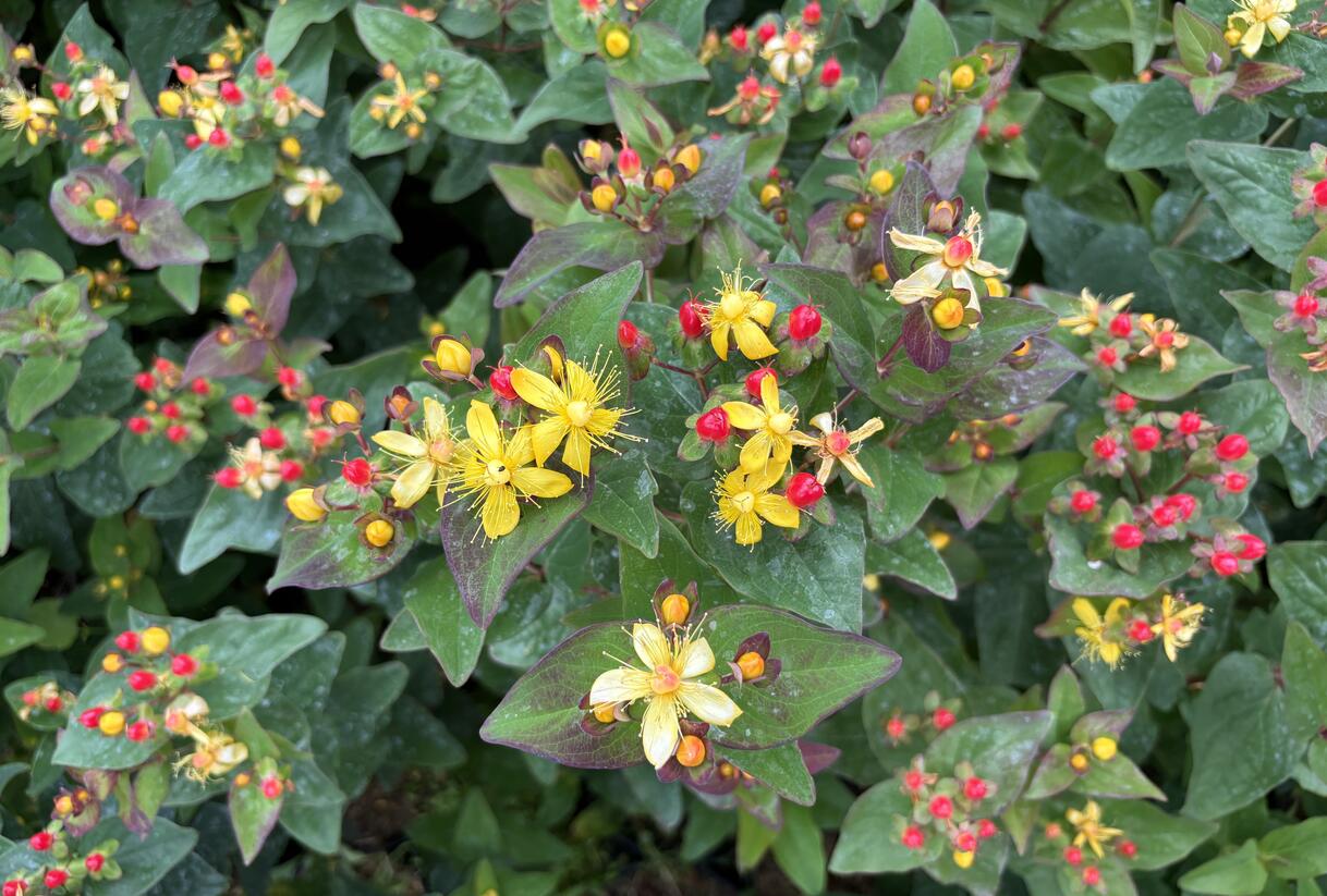 Třezalka nevonná 'Universe' - Hypericum inodorum Magical 'Universe'