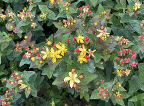 Třezalka nevonná 'Universe' - Hypericum inodorum Magical 'Universe'