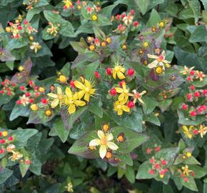 Třezalka nevonná 'Universe' - Hypericum inodorum Magical 'Universe'