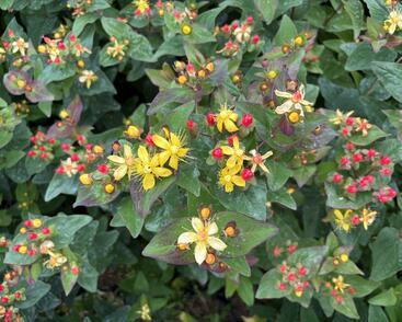 Třezalka nevonná 'Universe'