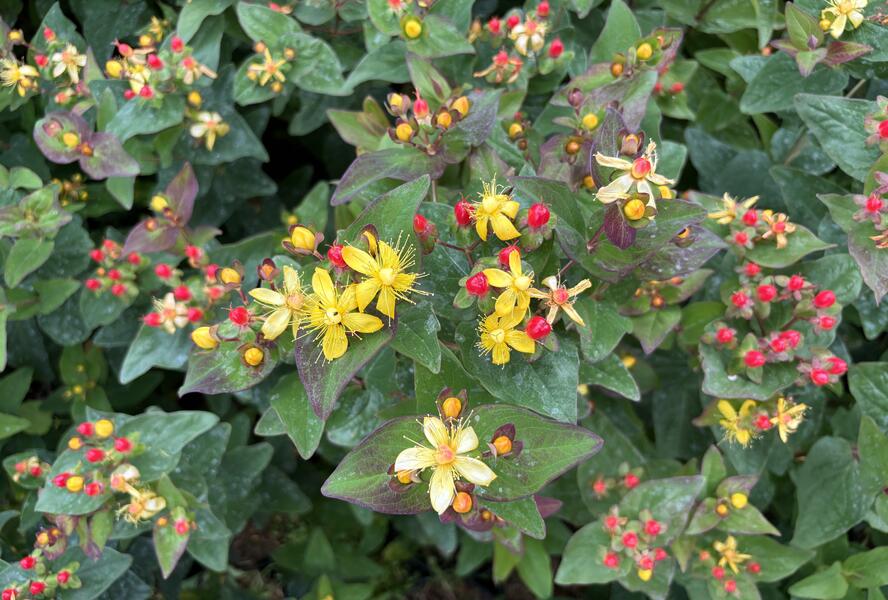 Třezalka nevonná 'Universe' - Hypericum inodorum Magical 'Universe'