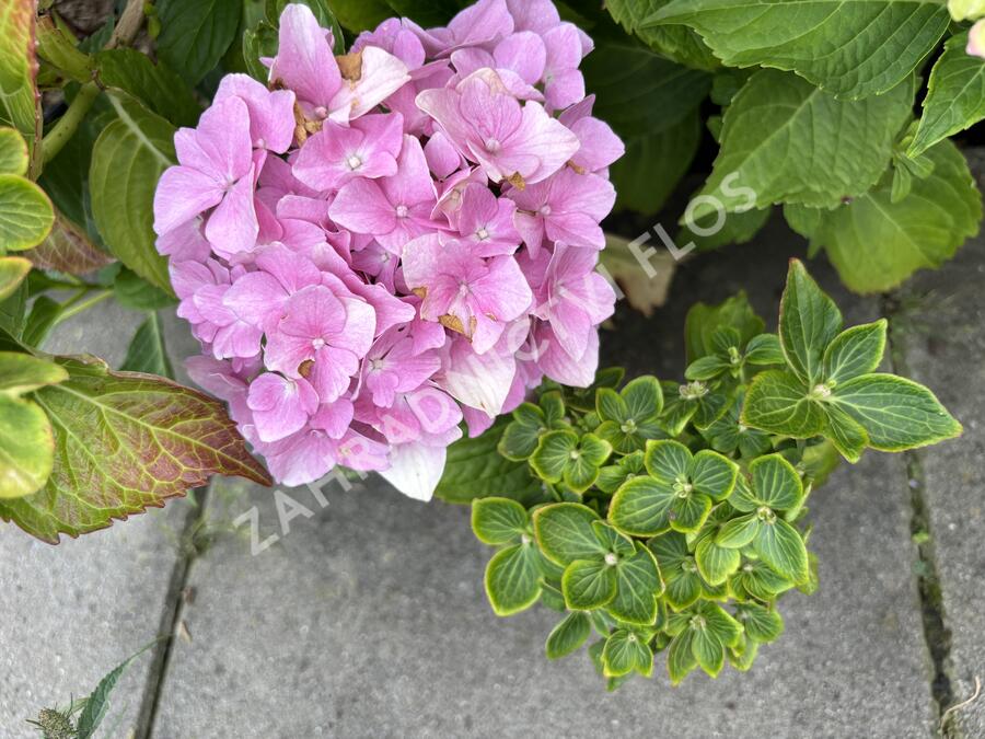 Hortenzie velkoliská 'Sweet Seduction' - Hydrangea macrophylla 'Sweet Seduction'