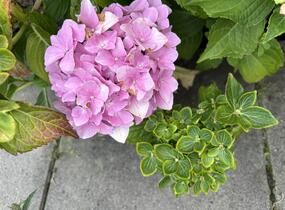 Hortenzie velkolistá 'Sweet Seduction' - Hydrangea macrophylla 'Sweet Seduction'