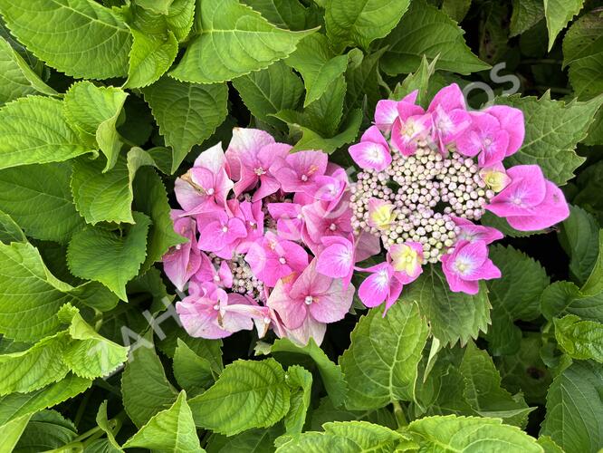 Hortenzie velkolistá 'Blaumeise' - Hydrangea macrophylla 'Blaumeise'