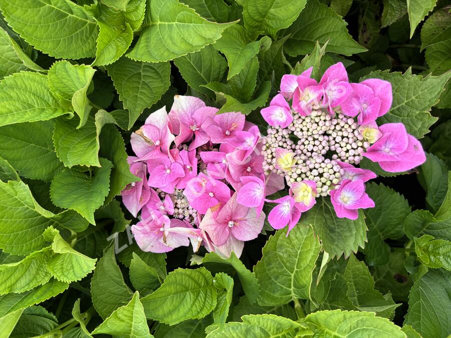 Hortenzie velkolistá 'Blaumeise' - Hydrangea macrophylla 'Blaumeise'